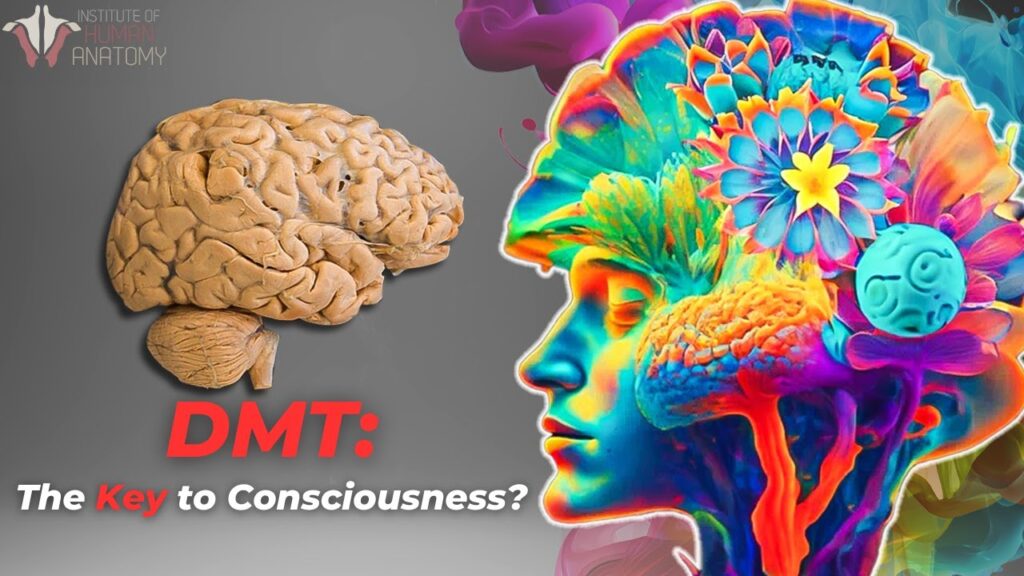 Understanding the Power Behind DMT & DMT Visuals