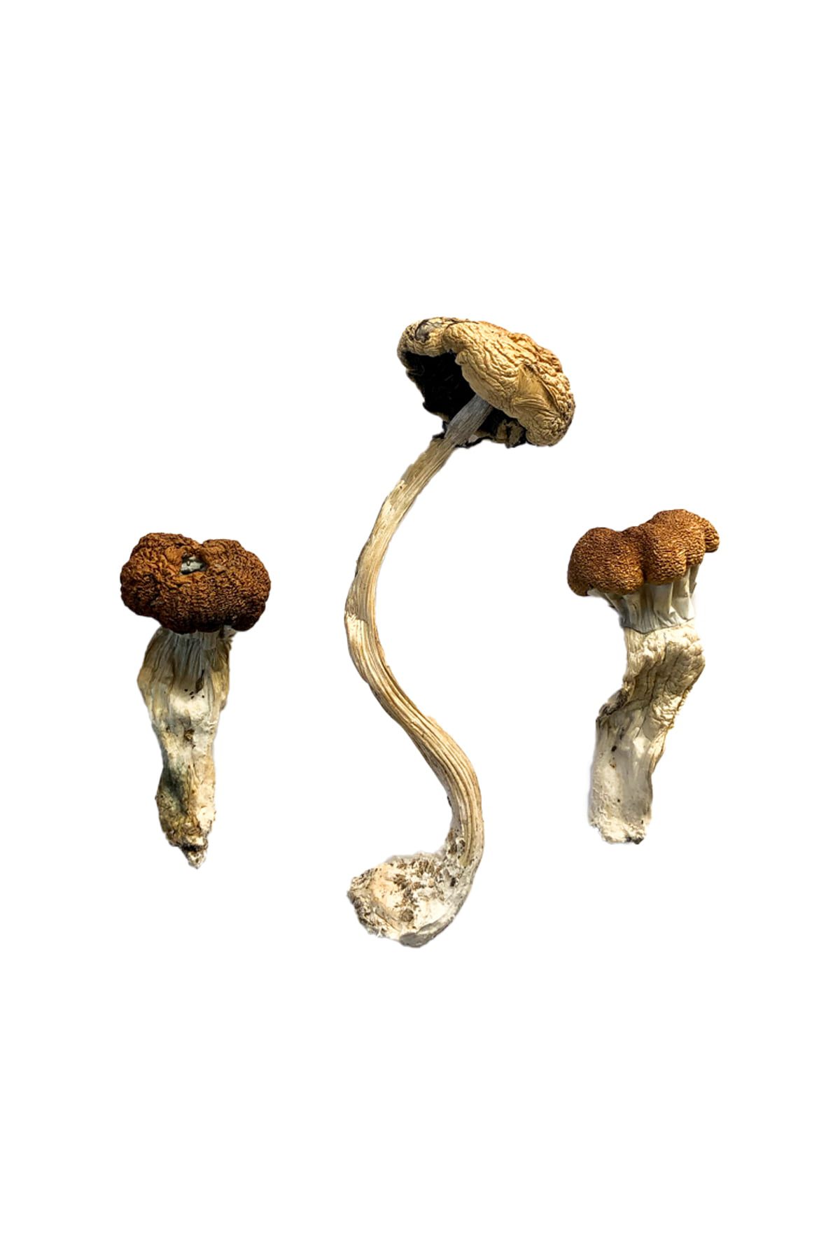 Malaysian Mushrooms, a strain of Psilocybe cubensis, are renowned for their distinctive visual and emotional effects. Originating from the tropical regions of Malaysia, these mushrooms offer a potent psychedelic experience.